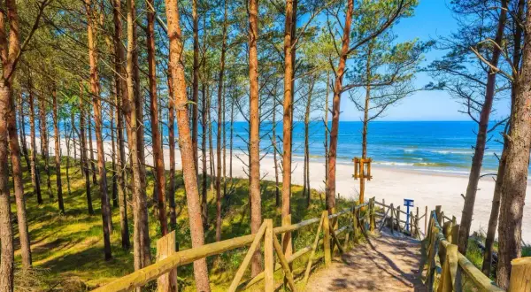 Ścieżka przez sosnowy las prowadzi na piaszczystą plażę nad Bałtykiem. Widok na morze i wybrzeże Pomorza Gdańskiego.