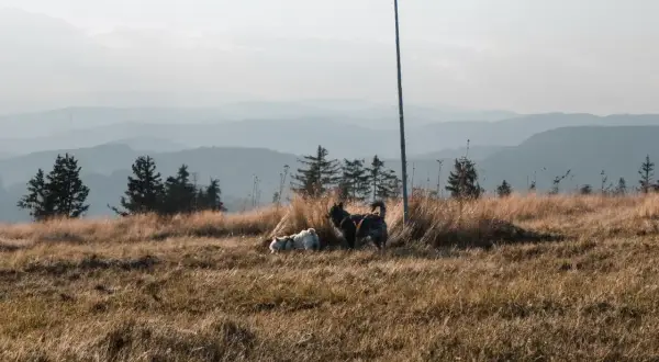 Dwa psy, jeden biały, drugi ciemny, cieszą się spacerem gdzie w góry z psem. W tle łagodne pasma górskie.