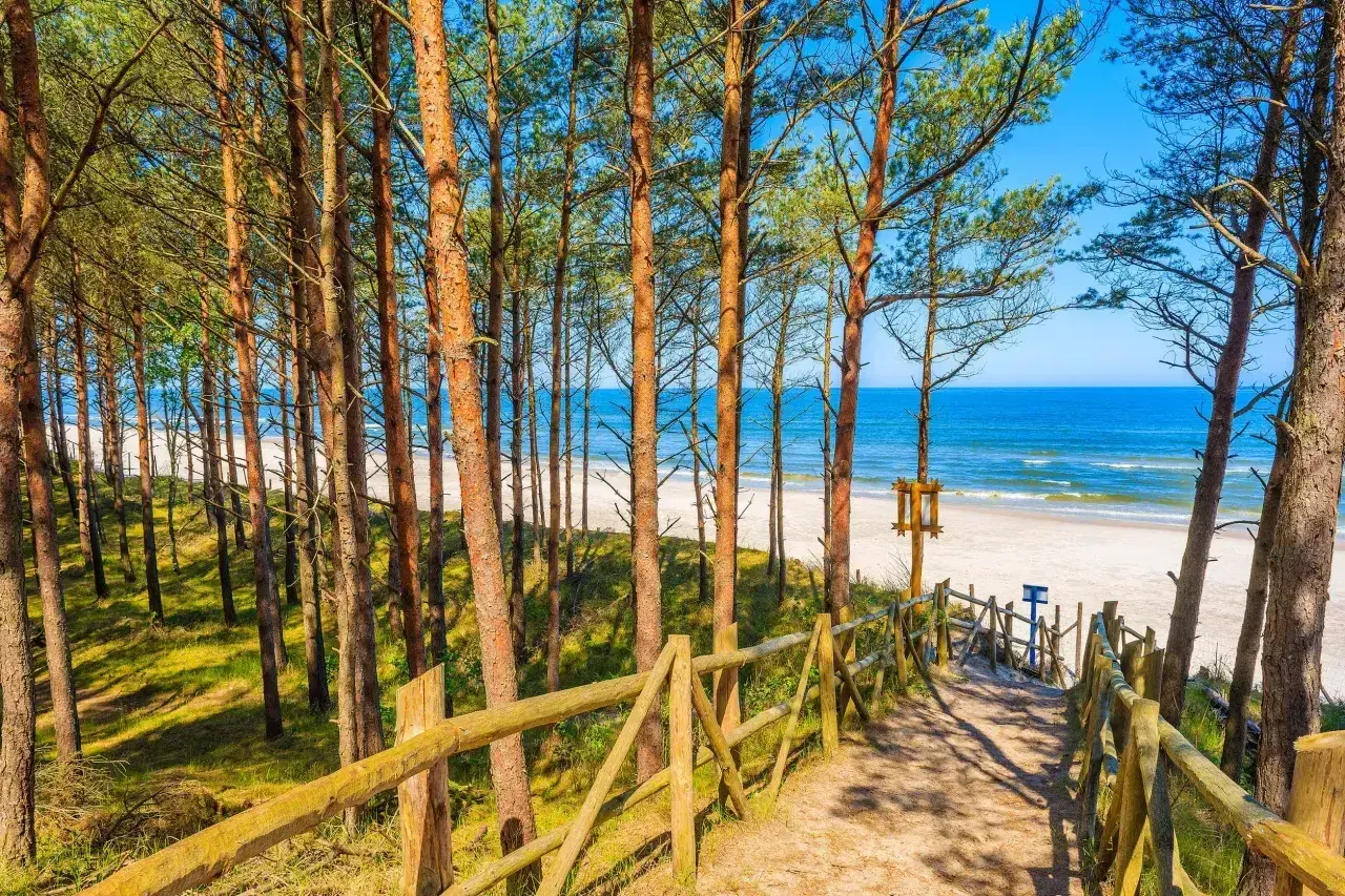 Ścieżka przez sosnowy las prowadzi na piaszczystą plażę nad Bałtykiem. Widok na morze i wybrzeże Pomorza Gdańskiego.
