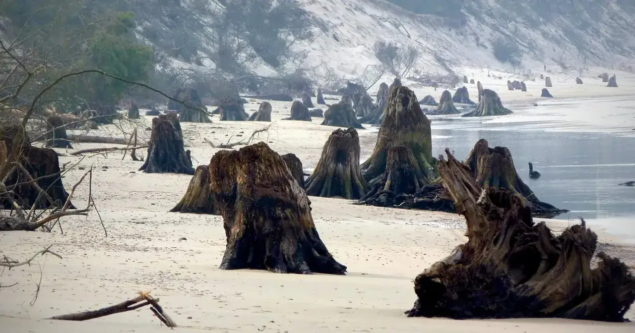 Zatopiony las koło Czołpina. Martwe pnie drzew na piaszczystej plaży, w tle woda i wydmy.