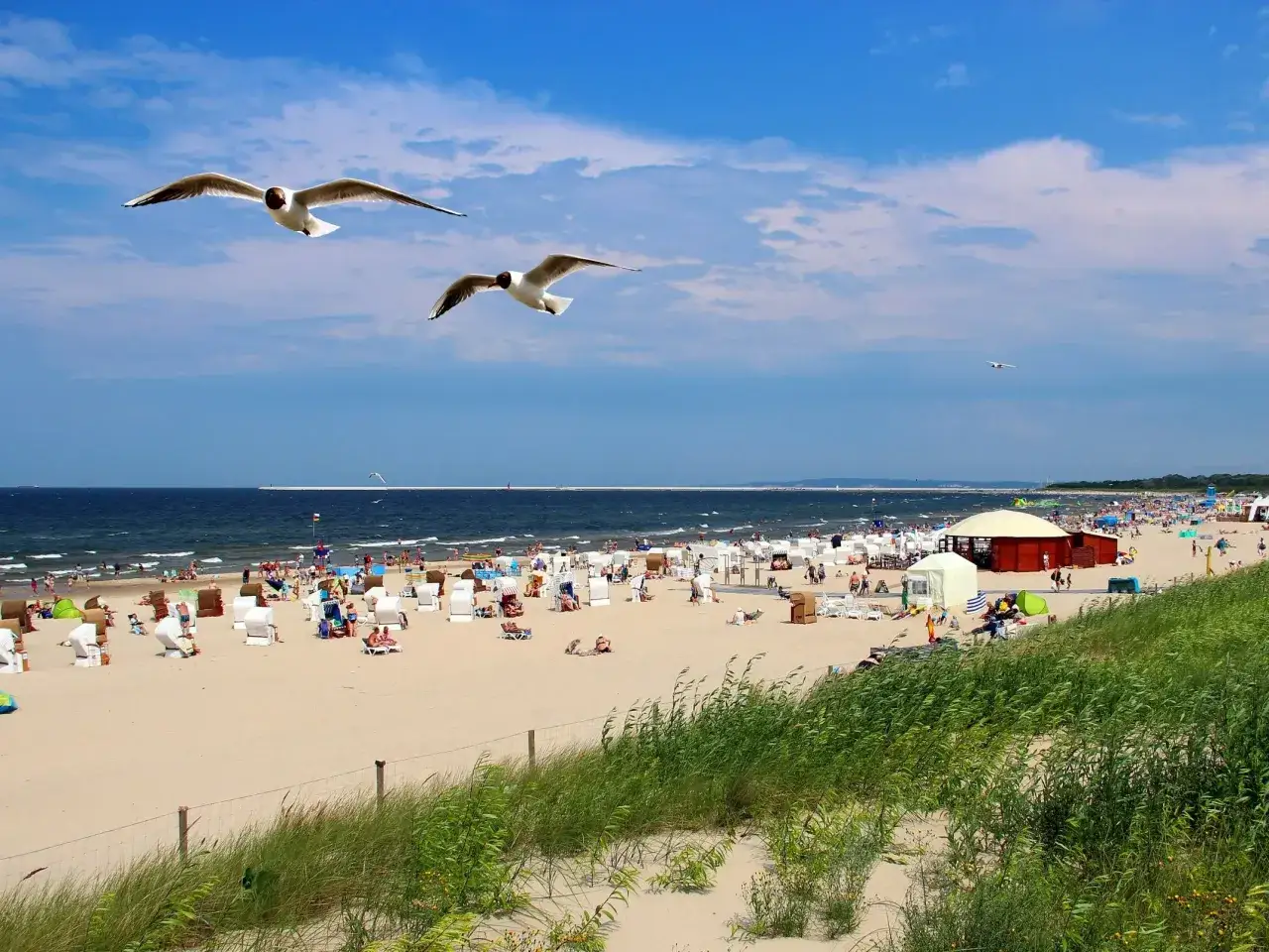 Słoneczna plaża z mn&oacute;stwem ludzi, parawan&oacute;w i leżak&oacute;w. Dwa mewy szybują nad Bałtykiem, gdzie panuje najcieplejsza woda w bałtyku.